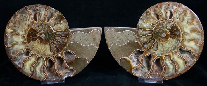 Beautiful Agatized Ammonite Pair #11015